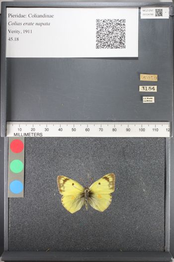 Media type: image;   Entomology 124788